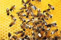 A chat on beekeeping