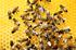 A chat on beekeeping
