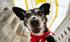 Dogs looking for a new home
