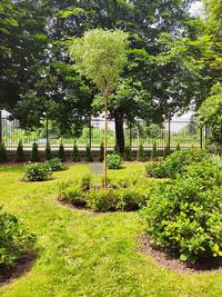 Tree commemorating the former Dean of the Faculty of Mechatronics Tree commemorating the former Dean of the Faculty of Mechatronics