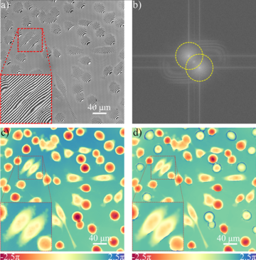 Fig3_HeLa2